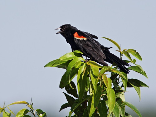 Red-winged Blackbird molting 20140704