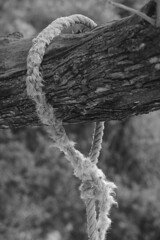 Rope on olive branch