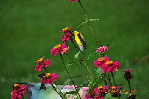 flower bird butterfly goldfinch
