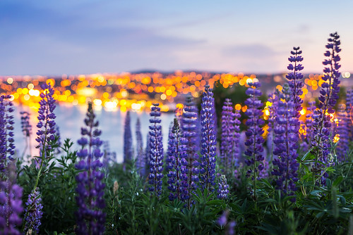 summer canada flower newfoundland 50mm evening twilight nikon downtown cloudy bokeh harbour hill stjohns bloom bluehour lupin signalhill nfld atlanticcanada closuup d600 stjohnsharbour newfoundlandandlabrador downtownstjohns nikond600