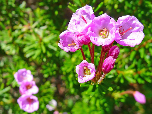 Flowers 4 Washington Cascades_0229