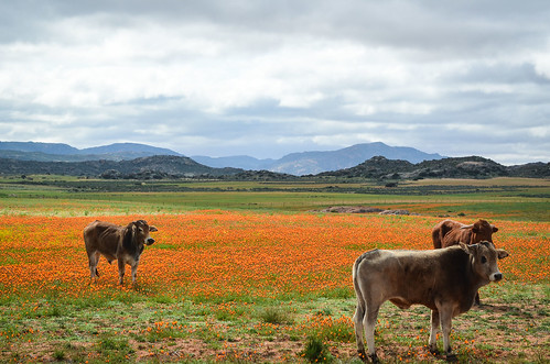 Orange flowers and cows on the Leliefontein plateau, South Africa