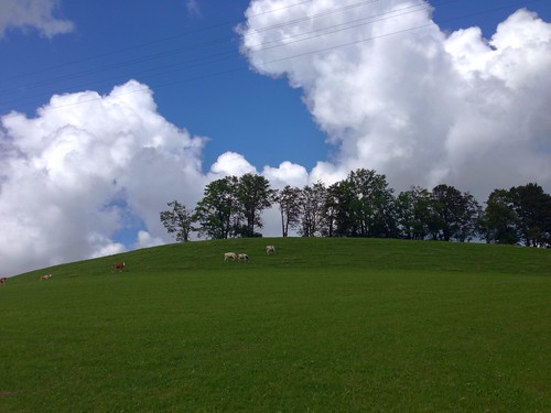 sky cloud clouds kuh cow weide day cows cloudy himmel wolken pasture grün alp wheater wetter kühe