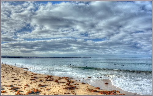 california seaweed beach surf seal hdr