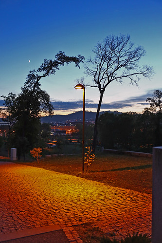 park trees sunset pôrdosol famalicão