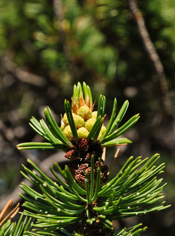 Pinus aristata - Mt. Goliath Natural Area (24)