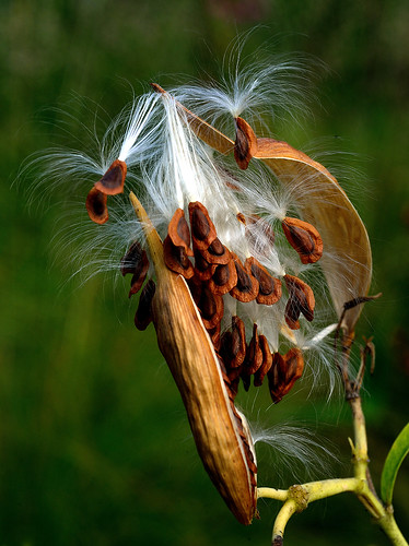 Milkweed in the Wind