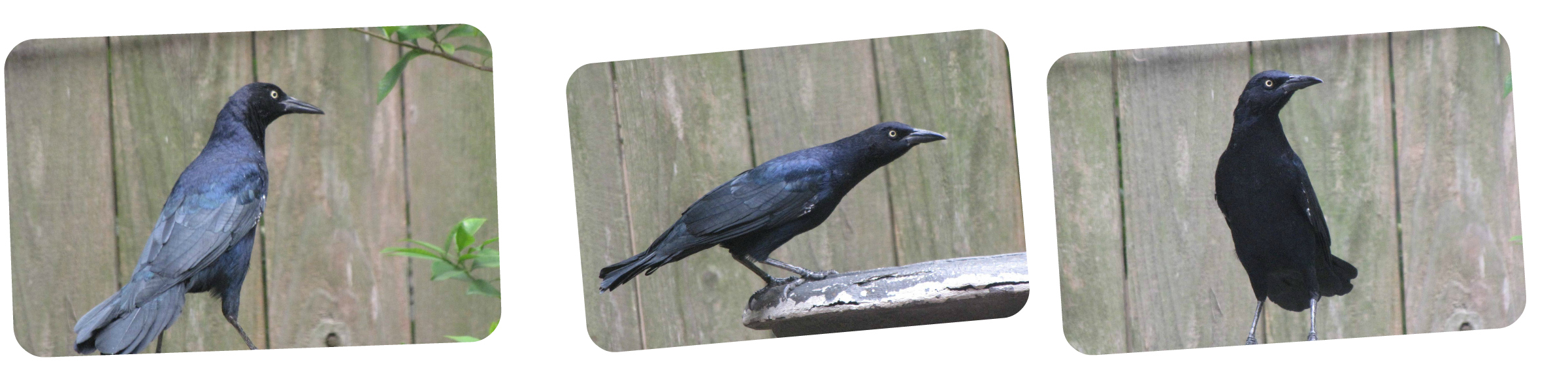 Great-tailed Black Bird