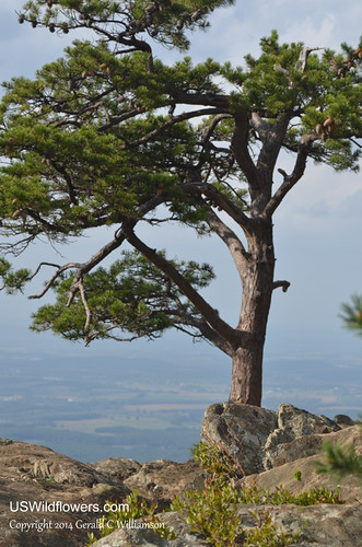 Pine Tree over the Shenandoah Valley