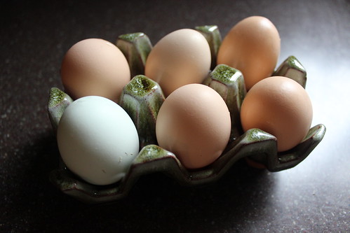 2014.09_backyard chicken eggs