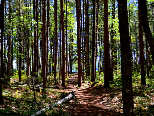 blue lake green nature sunshine quiet little path michigan country north superior upper trail pines peninsula isle presque