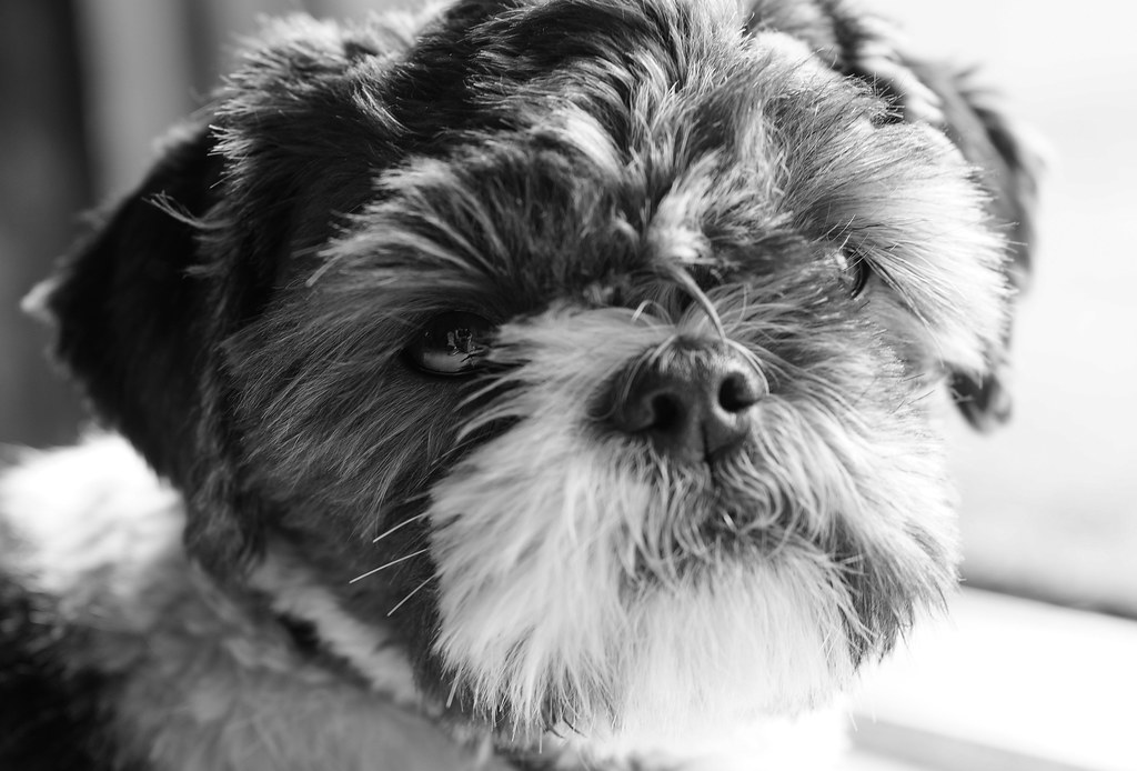 Chewy with Sigma 60mm f/2.8 and Sony NEX 5N