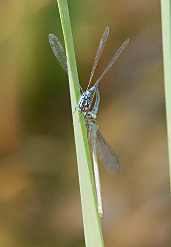 insect ode michigan damselfly marshbluet enallagmaebrium odonta