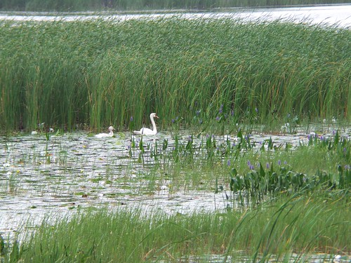 Swans along Marsh Trail