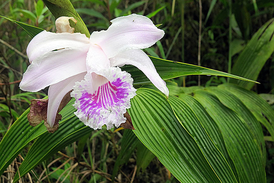 In Southern Africa 65 percent of wild orchids are found no place else in the world.