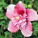 Ibiza - Hibiscus mutabilis 'Flore Pleno