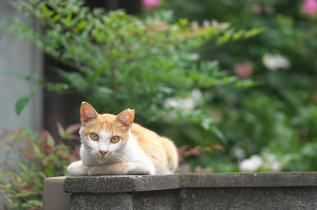 東京路地裏散歩 新宿区下落合のネコ 2014年8月17日