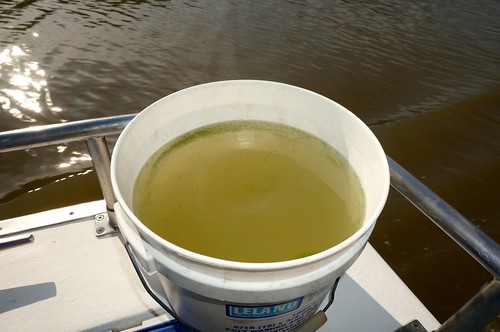This bucket of water, taken directly from Lake Erie last week, shows that more needs to be done to improve water quality. USDA photo.