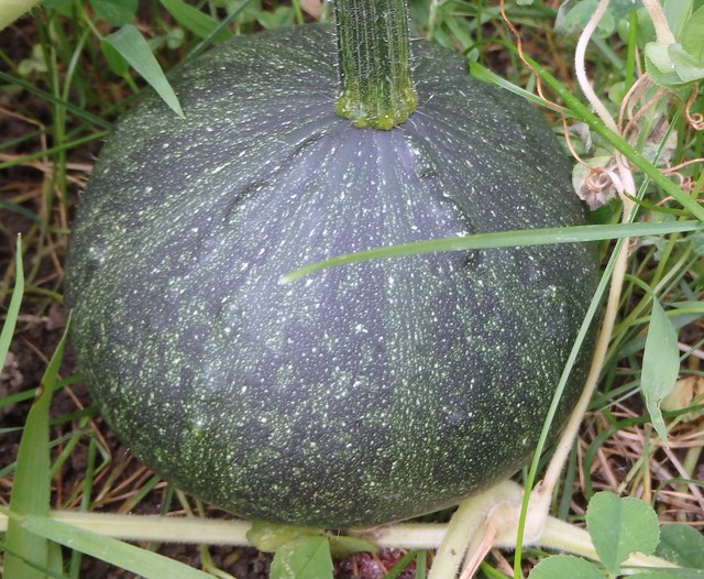 a small, round green gourd