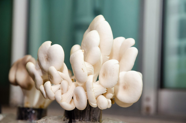 Some types of mushroom