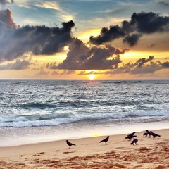 #schaax #beach #sand #sunset #view #crow #nature #water #ocean #photooftheday #clouds #cloudporn #fun #pretty #amazing #srilanka #amazing #shore #waterfoam #hangout #followforfollow #seashore #waves #maldives #beautiful #sky #skyporn #horizon #wellawatte