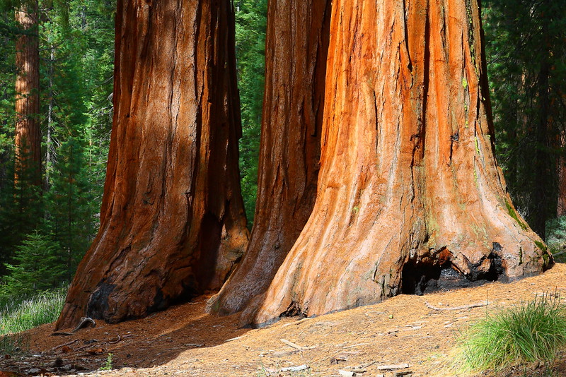 IMG_4136 Mariposa Grove of Giant Sequoias