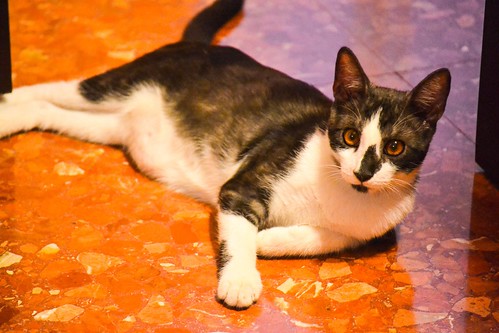 Bambino, gatito color humo y blanco esterilizado, de ojazos cobre, nacido en Abril´14, en adopción. Valencia. ADOPTADO. 15288443392_f46dfaa6f2