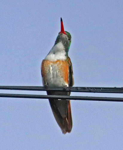 170228 2017 amazilia amaziliahummingbird amaziliaamazilia apodiformes ecuador hummingbird trochilidae vilcabamba bird