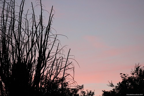uk pink trees sunset sky clouds canon astrophotography worcestershire bromsgrove 600d