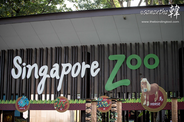 THE SINGAPORE ZOO 新加坡动物园