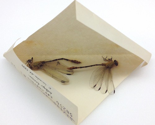 paper triangle, opened like a clam, revealing two dragonfly specimens inside