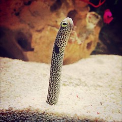 Sand Eel #sandeel #newquay #bluereefaquarium #marineaquarium