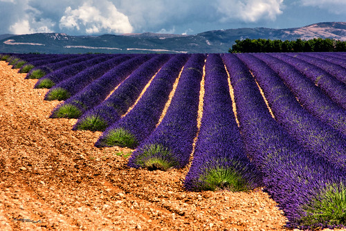 france lavender provence lavande 2014 valensole