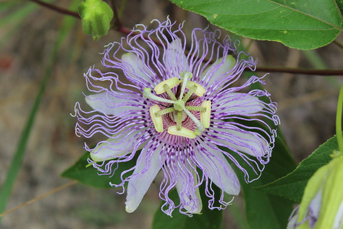 Bethany Beach - Fresh Pond - Prickley Pear Trail - Purple, Wavy Flower