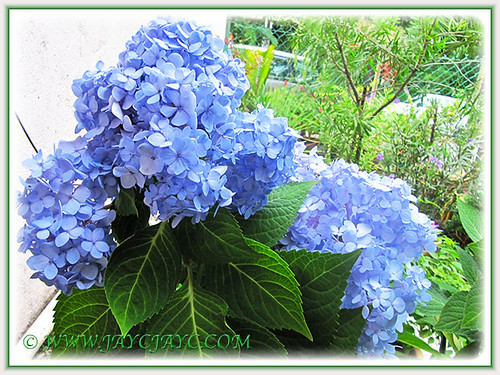 Blue Hydrangea macrophylla 'Endless Summer' blooming remarkably, July 15 2014