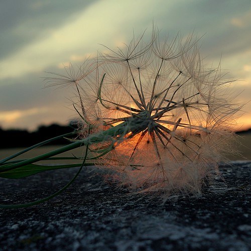 sunset sonnenuntergang dandelion silence pusteblume ruhe windstille jinnyjo sonyrx100