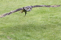 Screech Owl Sanctury flying