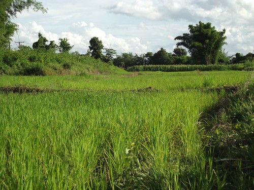 thailand rice paddy farming crops ricepaddies agriculture chiangrai paddies wiangkaen