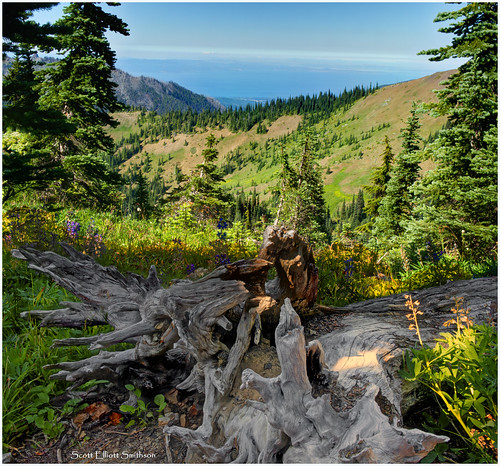 wood trees panorama mountain mountains color nature forest canon landscape eos woods scenery view scenic olympicpeninsula 7d pacificnorthwest wildflowers fusion washingtonstate nationalparks olympicnationalpark wildflower juandefuca hurricaneridge olympicmountains straitsofjuandefuca usnationalparks eos7d dtwpuck scottsmithson scottelliottsmithson