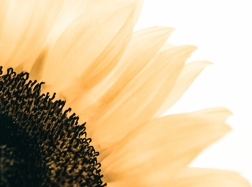 Sunflower // 05 08 14