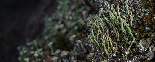 france macro photographie lichen été saison leslandes sabres aquitaine régnedesmycotaetdesfungi poursouguère