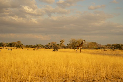 africa tanzania safari zebra giraffe