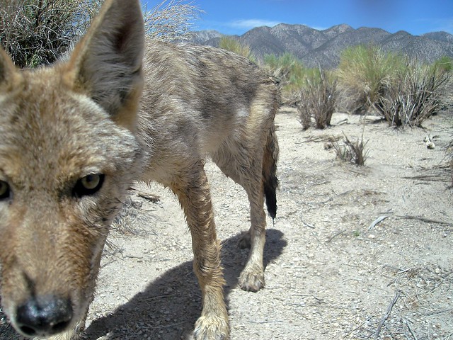 young coyote