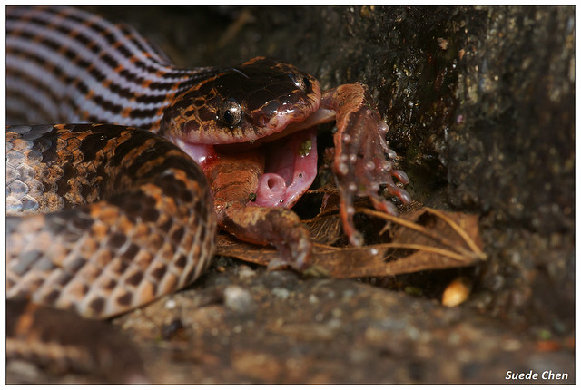 紅斑蛇 Dinodon rufozonatum Cantor, 1842