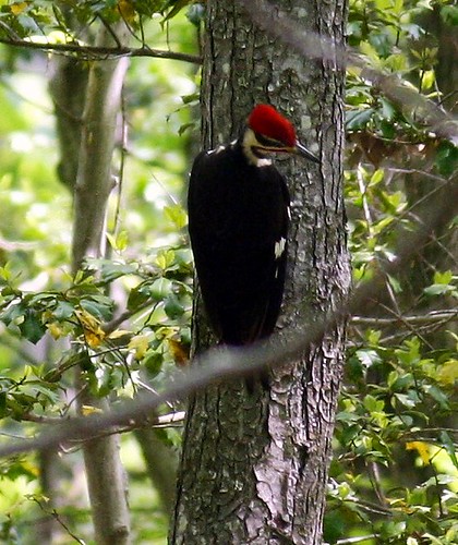 Pileated woodpecker at Mason Neck State Park