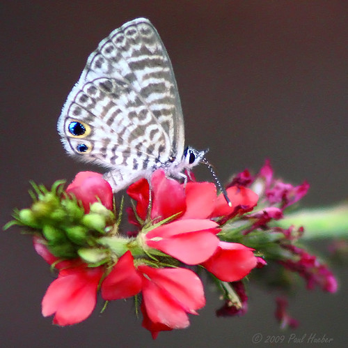 cassiusblue leptotescassius butterfly lepidoptera insect altamontesprings seminolecounty florida nature wildlife handheld animal canon 75300 indigofera orlando usa america unitedstates autumn flower outside