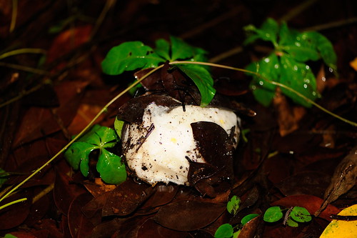積水的落葉層，是最適合繁殖之地，圖為諸羅樹蛙卵泡。（攝影：吳仁邦）