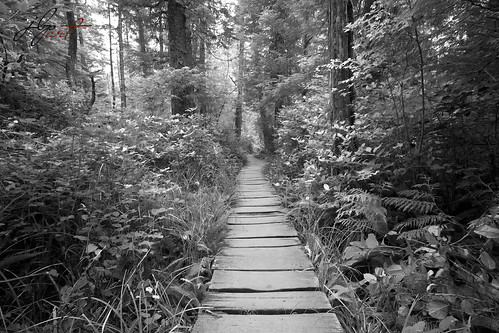 forest landscape olympicpeninsula trail capeflattery naturescenes naturetherapy thebeautyofgray