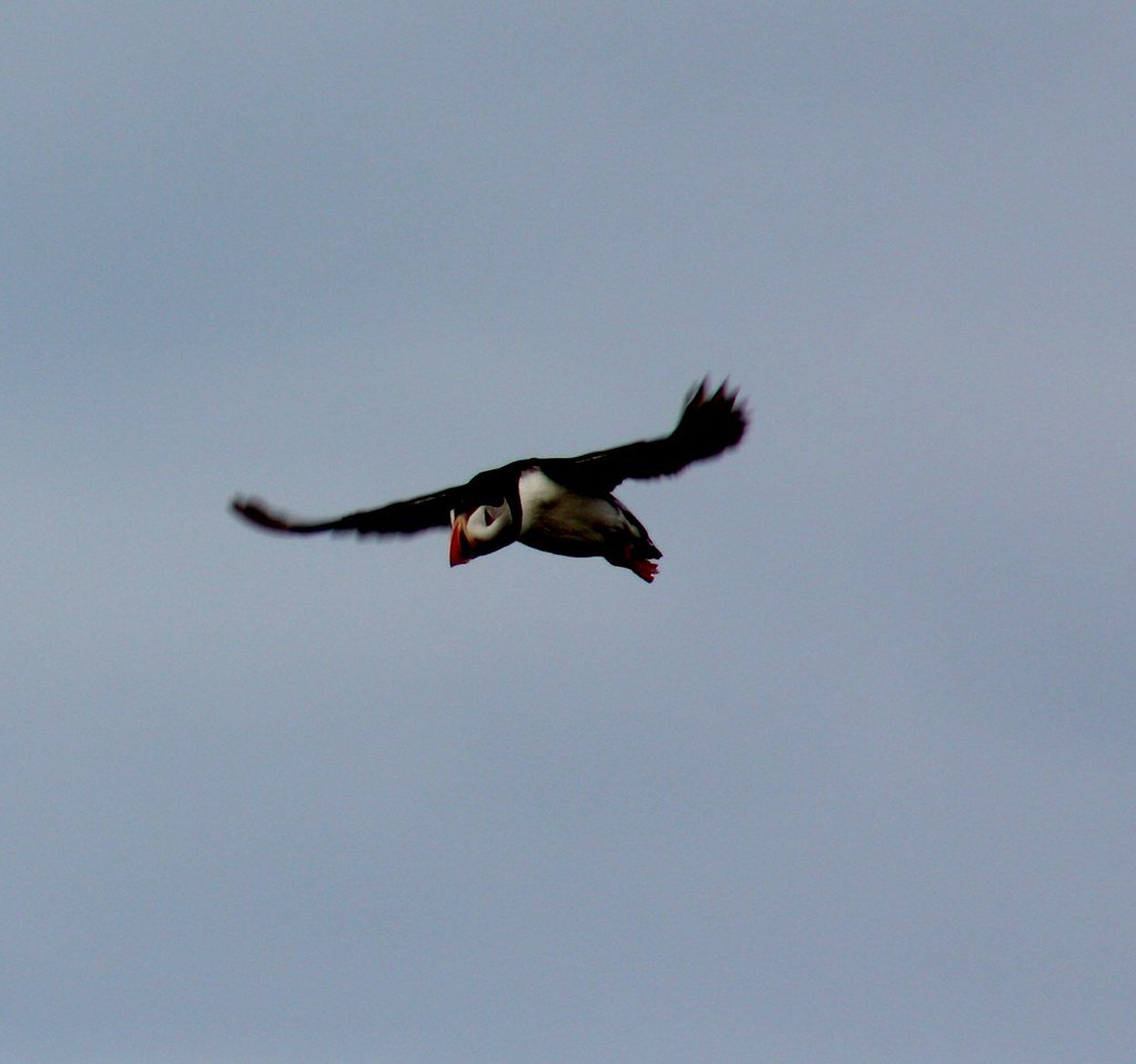 Isle of May puffin in flight IV