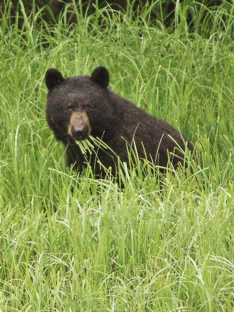 Black Bear eating grass 20140615